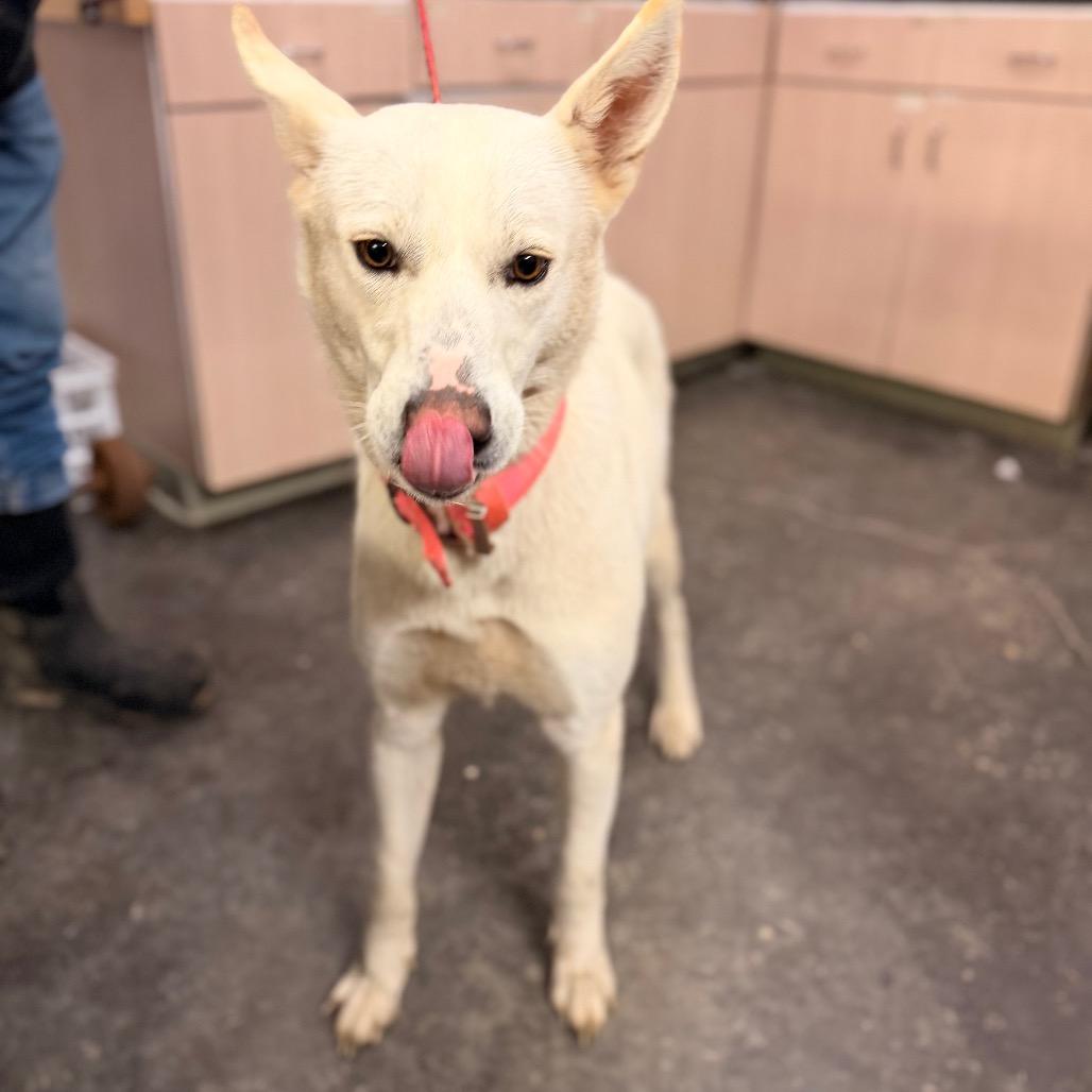 Astrid, a Adoptable Shepherd in Evensville, TN image 3/6