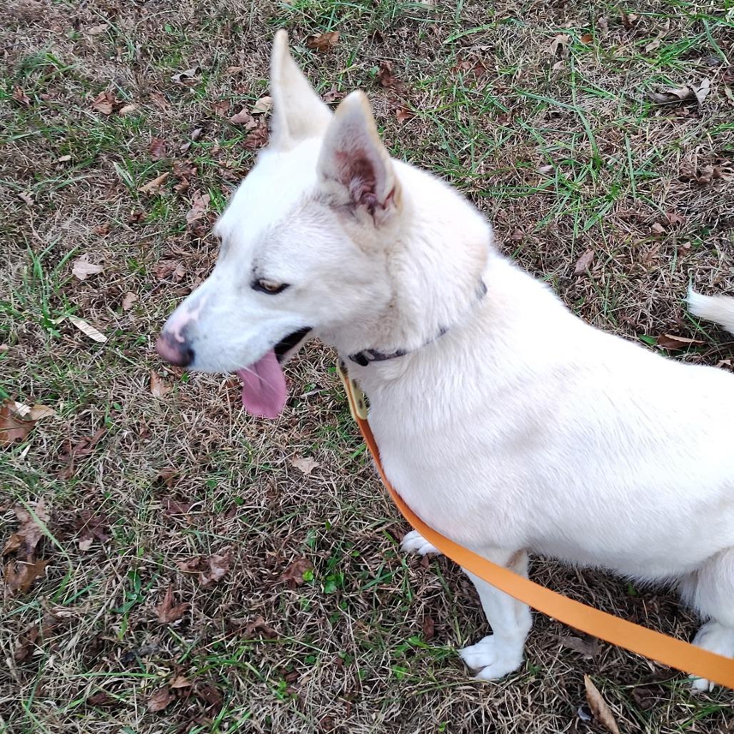 Astrid, a Adoptable Shepherd in Evensville, TN image 4/6