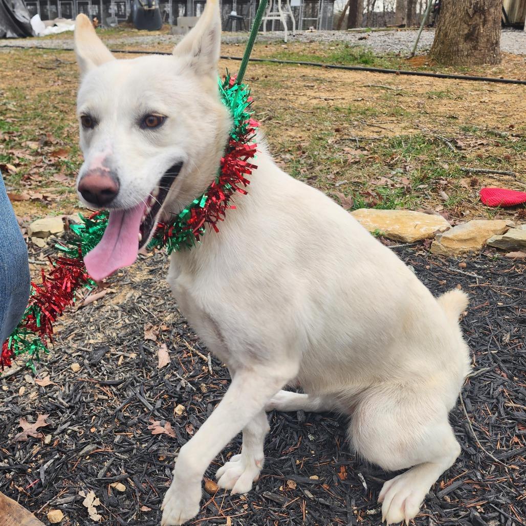 Enlarge Astrid, a Adoptable Shepherd in Evensville, TN image 4/6