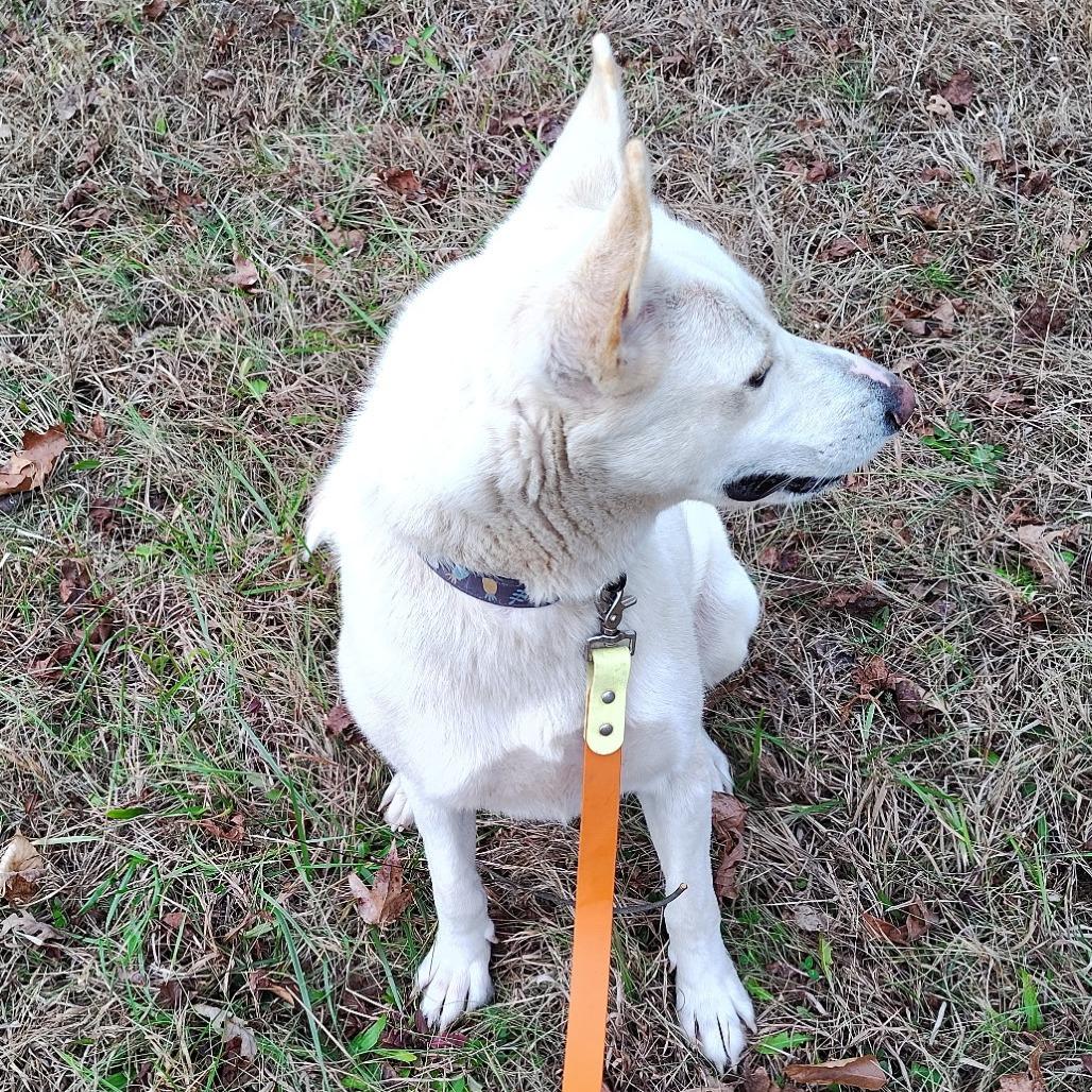 Enlarge Astrid, a Adoptable Shepherd in Evensville, TN image 6/6