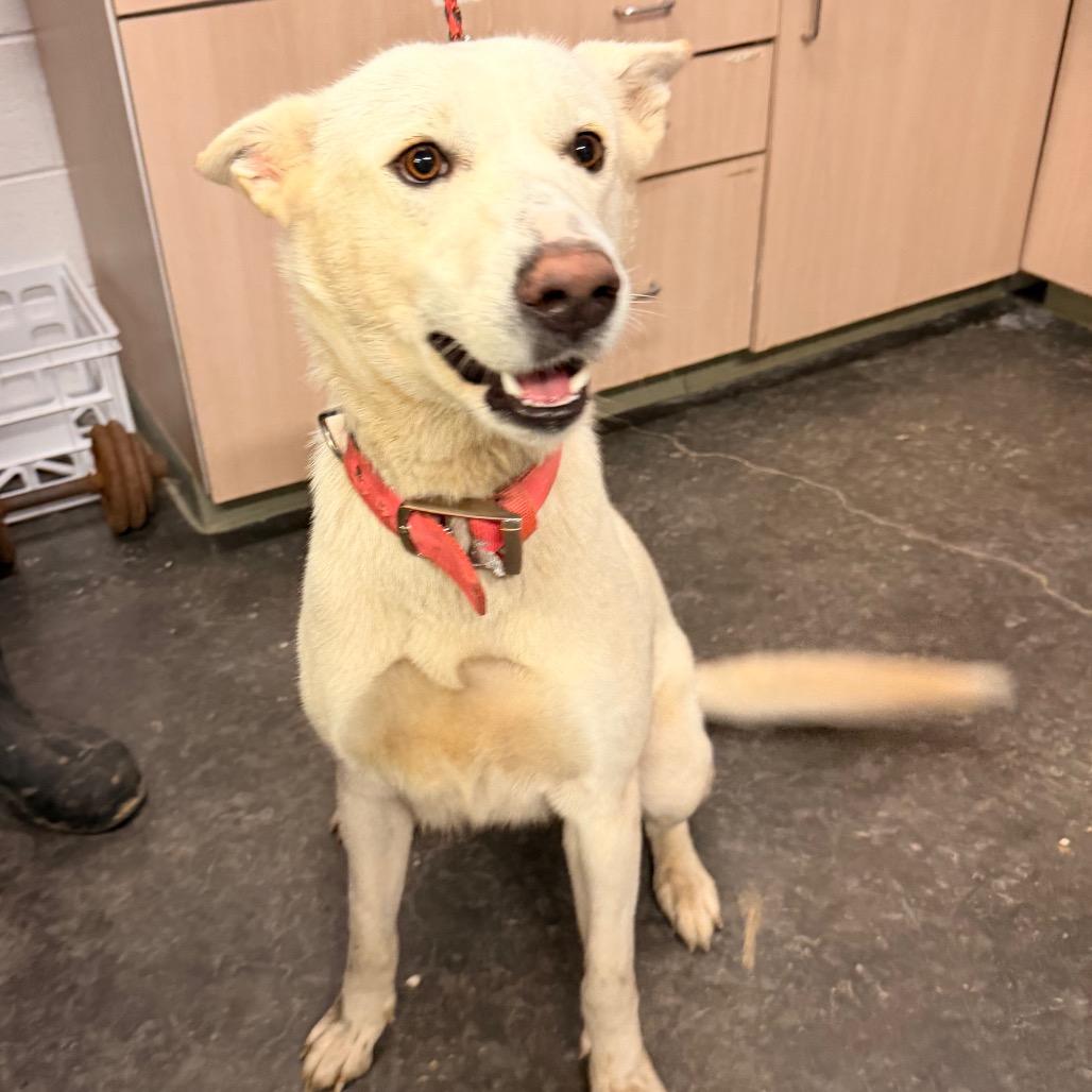 Astrid, a Adoptable Shepherd in Evensville, TN image 6/6