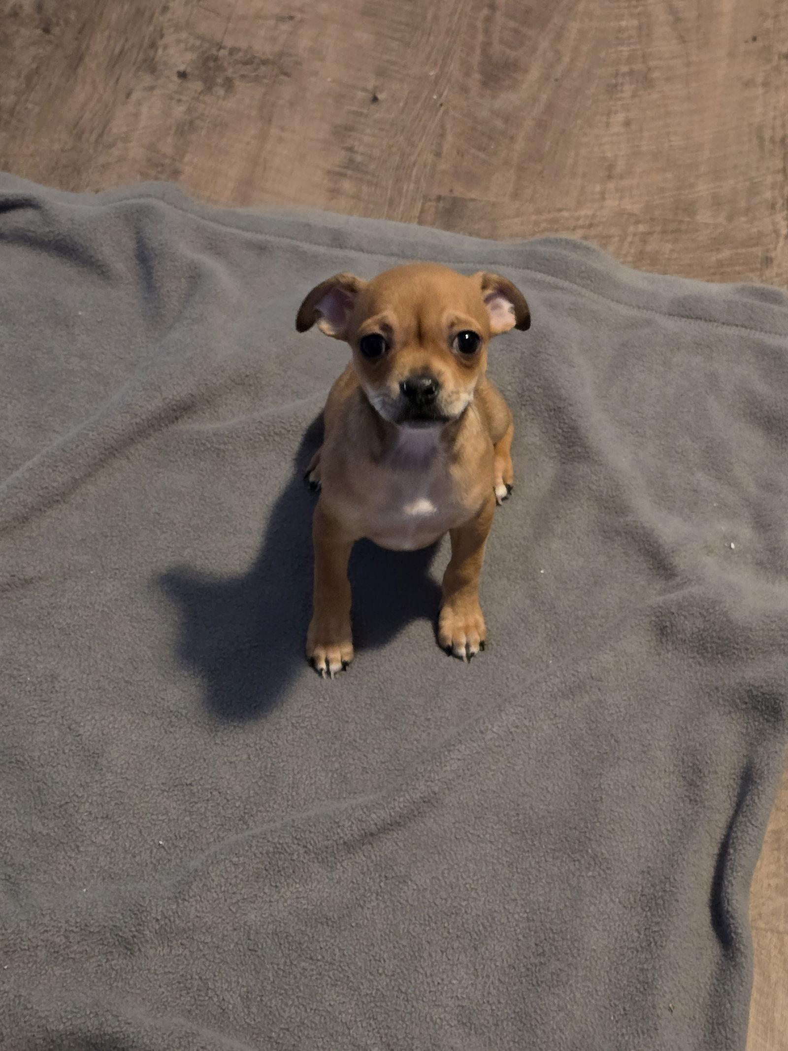 Eve, Adoptable, Puppy Female Chihuahua & Rat Terrier.