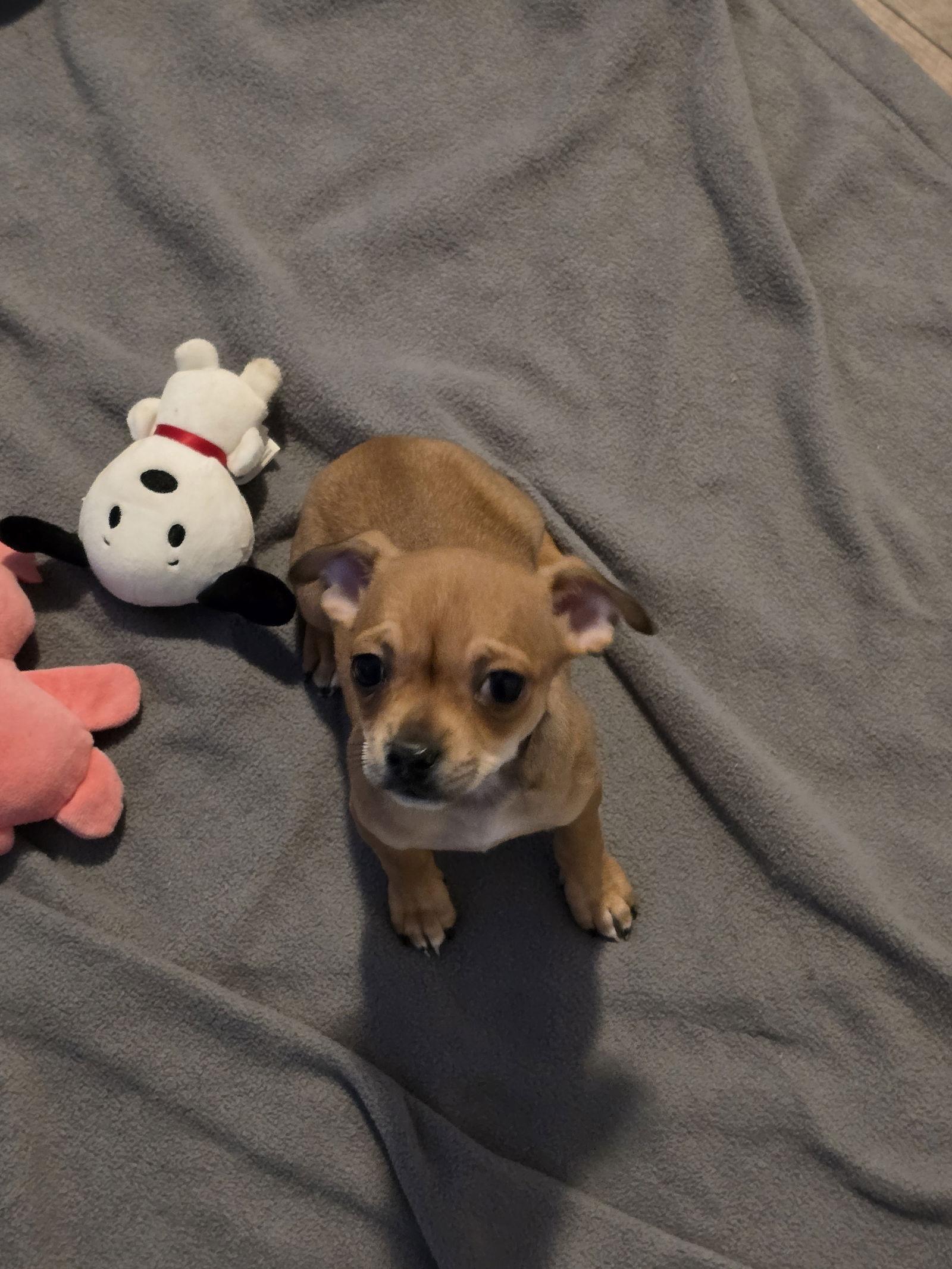 Eve, a Adoptable mixed breed in Wilmington, DE image 2/2