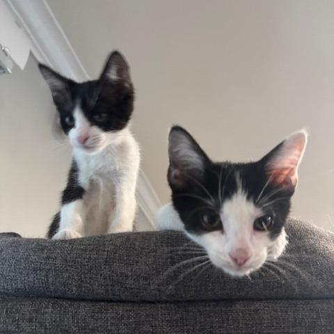 Dexter, a Adoptable Domestic Short Hair in Escondido, CA image 2/6