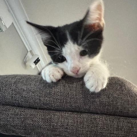 Dexter, a Adoptable Domestic Short Hair in Escondido, CA image 4/6