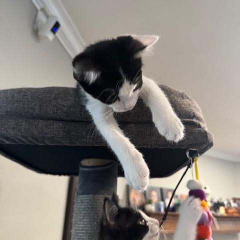 Dexter, a Adoptable Domestic Short Hair in Escondido, CA image 5/6