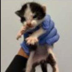 Dexter, a Adoptable Domestic Short Hair in Escondido, CA image 6/6