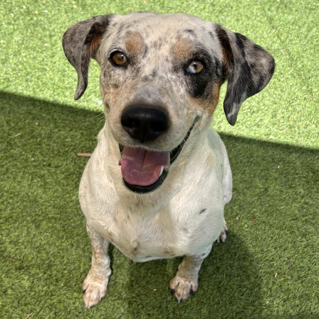 Hollyhock, Adoptable, Young Female Cattle Dog & Mixed Breed.