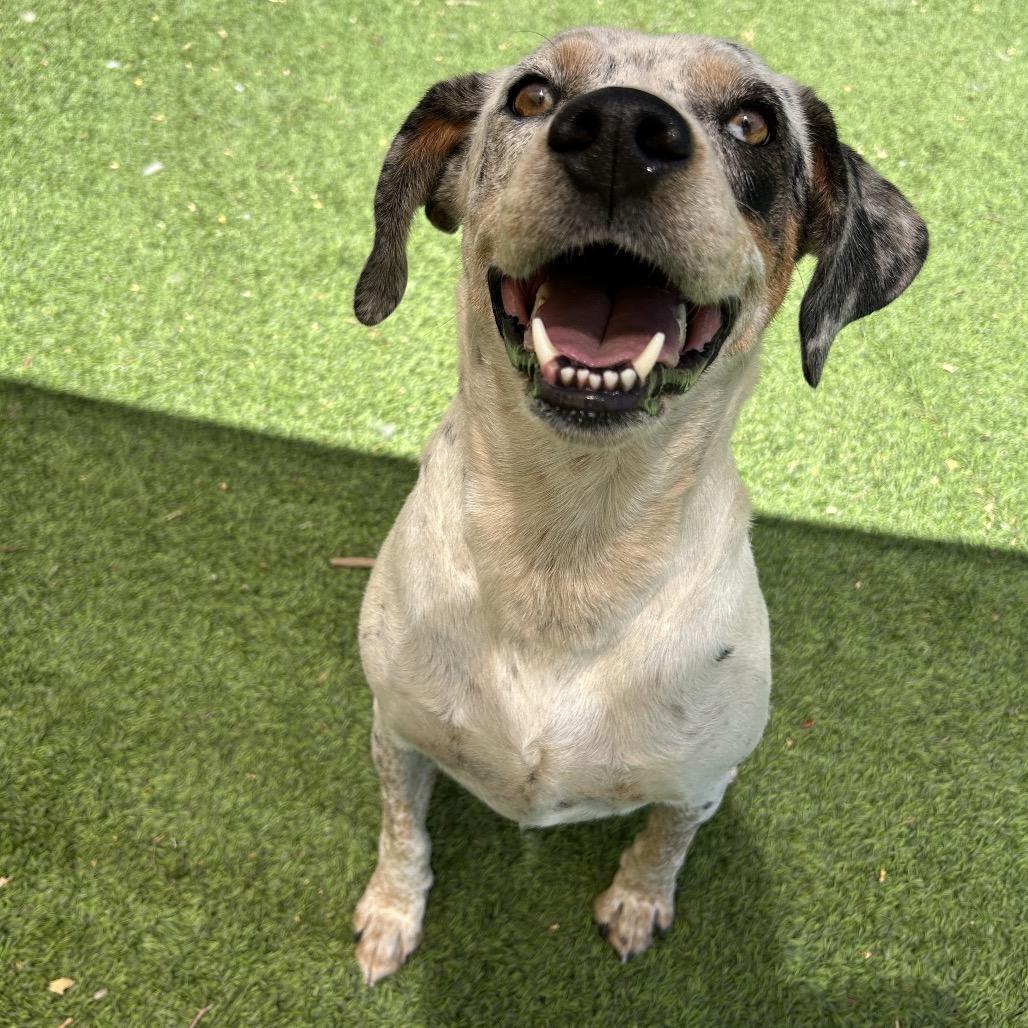 Enlarge Hollyhock, a Adoptable mixed breed in Flagstaff, AZ image 2/6