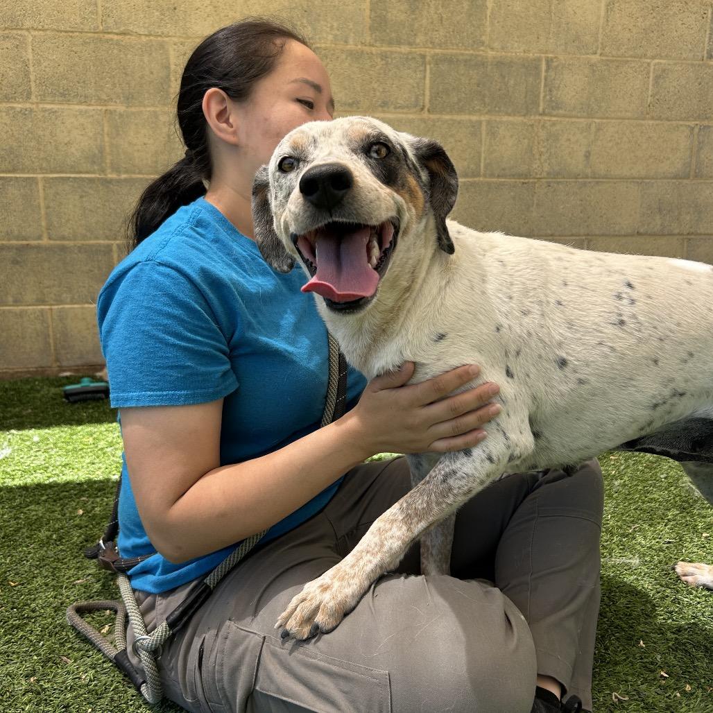 Enlarge Hollyhock, a Adoptable mixed breed in Flagstaff, AZ image 3/6