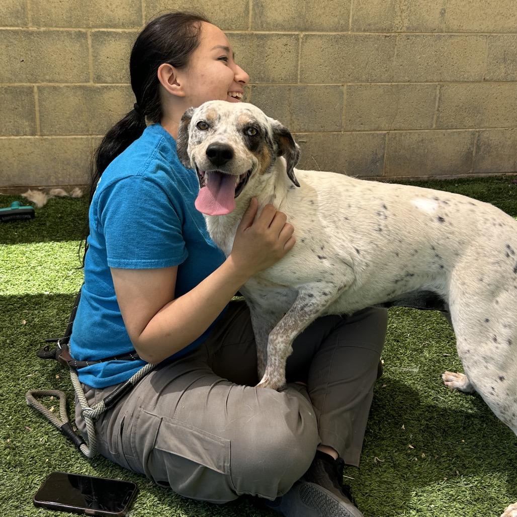 Enlarge Hollyhock, a Adoptable mixed breed in Flagstaff, AZ image 4/6