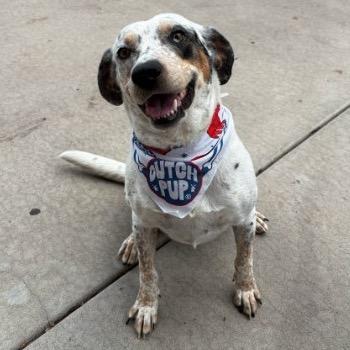 Enlarge Hollyhock, a Adoptable mixed breed in Flagstaff, AZ image 5/6