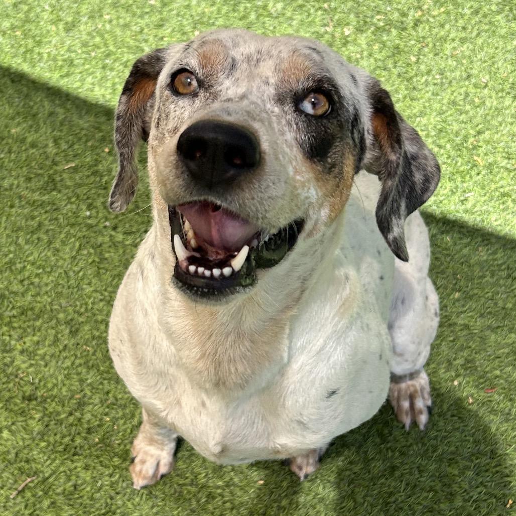 Enlarge Hollyhock, a Adoptable mixed breed in Flagstaff, AZ image 6/6