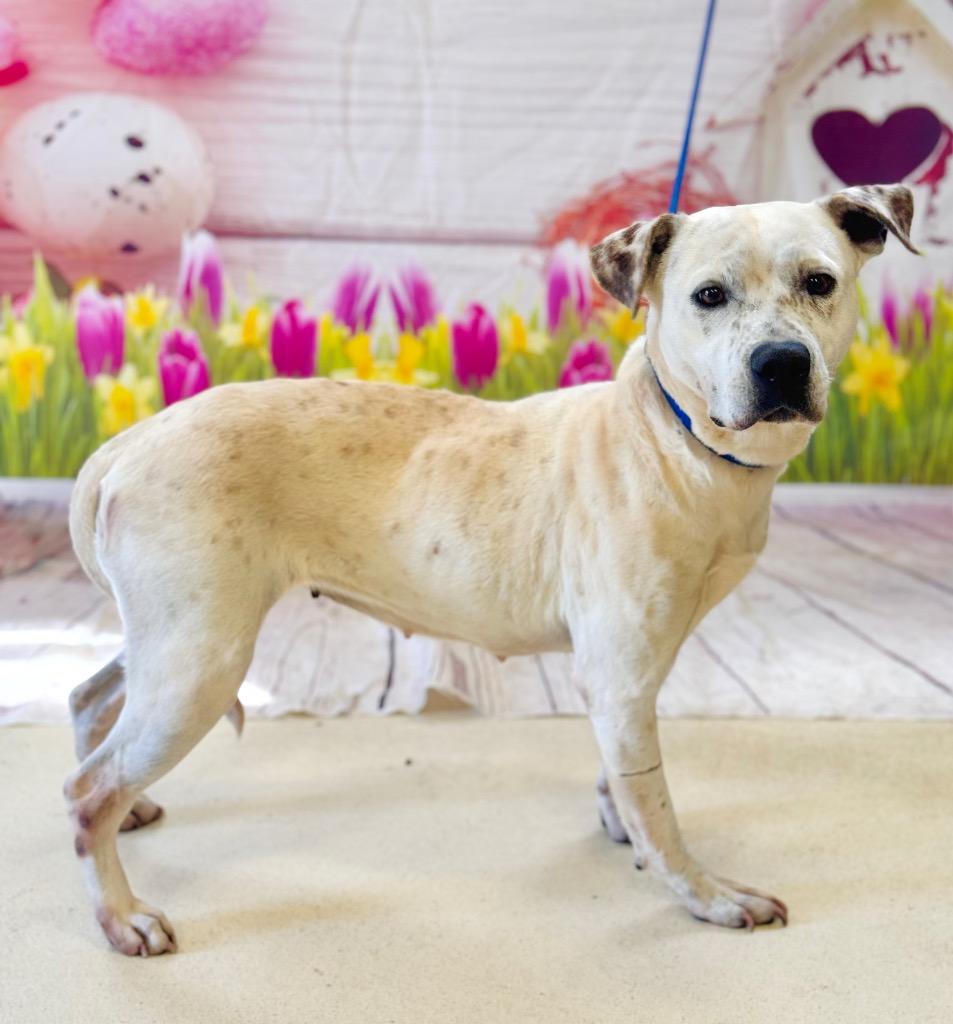Chloe, Adoptable, Adult Female American Bulldog.