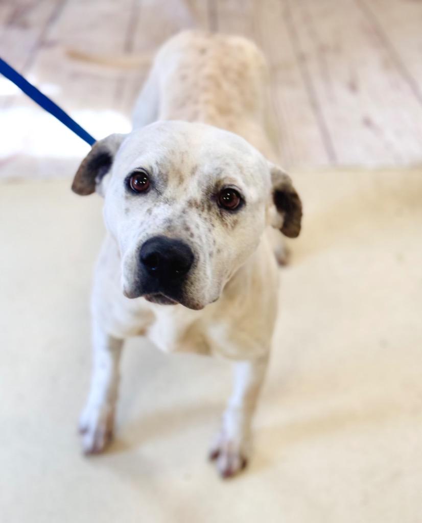 Chloe, Adoptable, Adult Female American Bulldog.