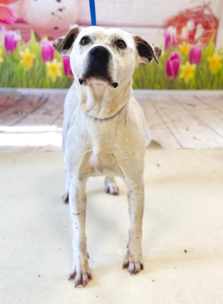 Enlarge Chloe, a Adoptable American Bulldog in Albany, GA image 2/6