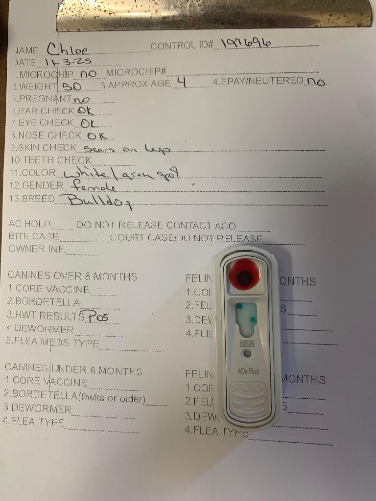 Enlarge Chloe, a Adoptable American Bulldog in Albany, GA image 4/6