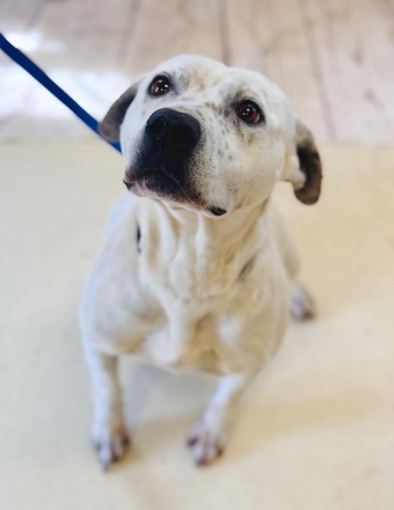 Enlarge Chloe, a Adoptable American Bulldog in Albany, GA image 5/6