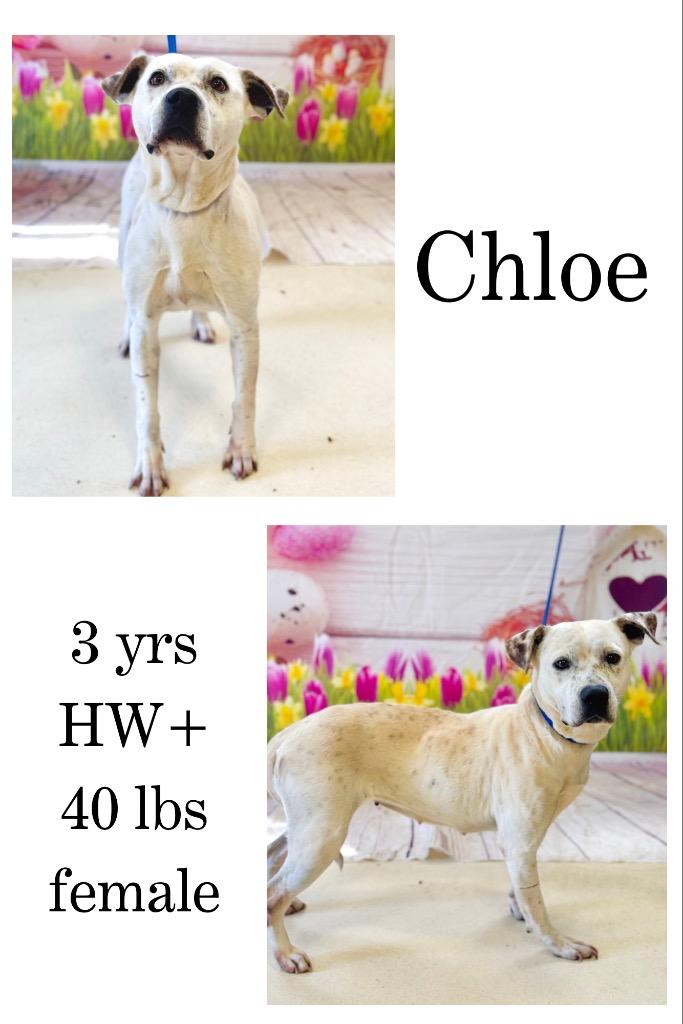Enlarge Chloe, a Adoptable American Bulldog in Albany, GA image 6/6