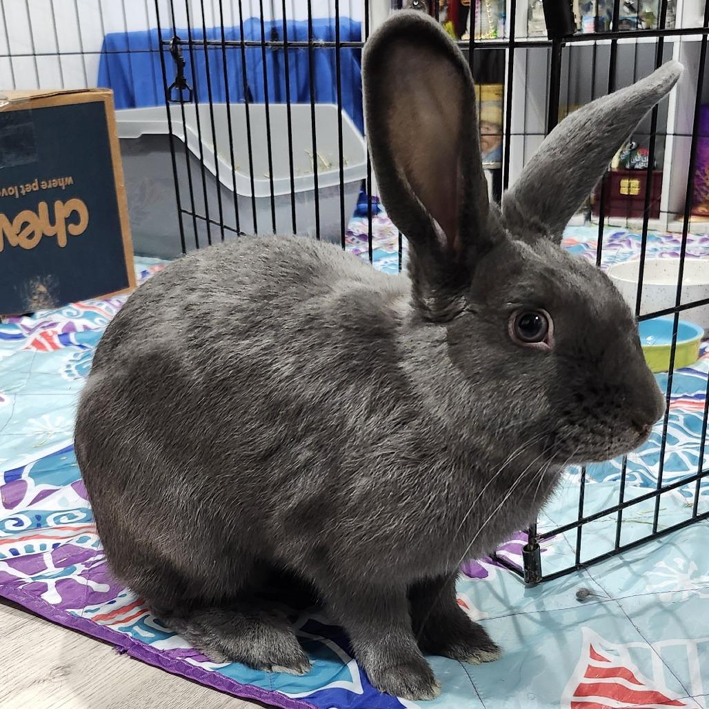 Grant, Adoptable, Young Male Dutch & Bunny Rabbit.