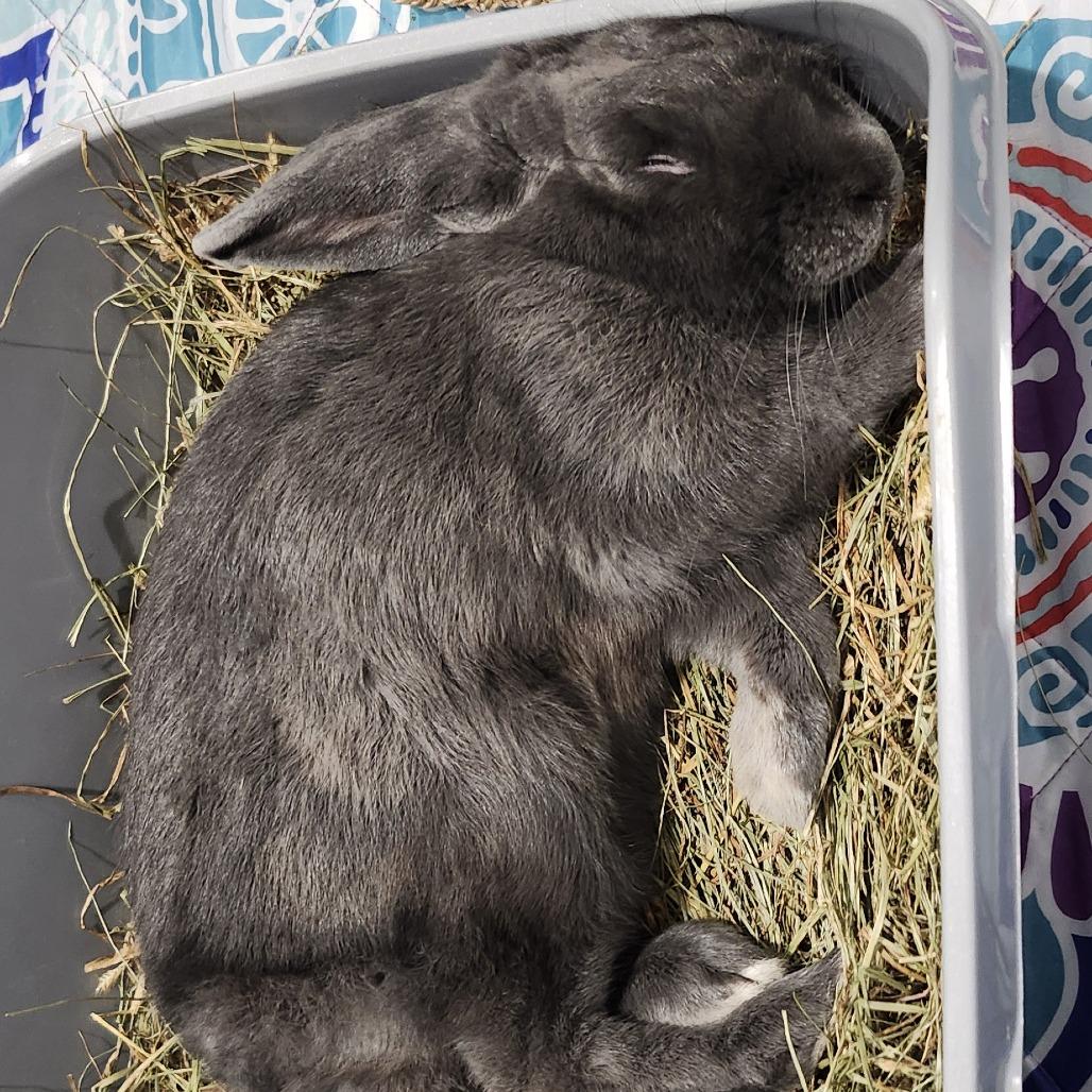 Enlarge Grant, a Adoptable mixed breed in Baltimore, MD image 3/6