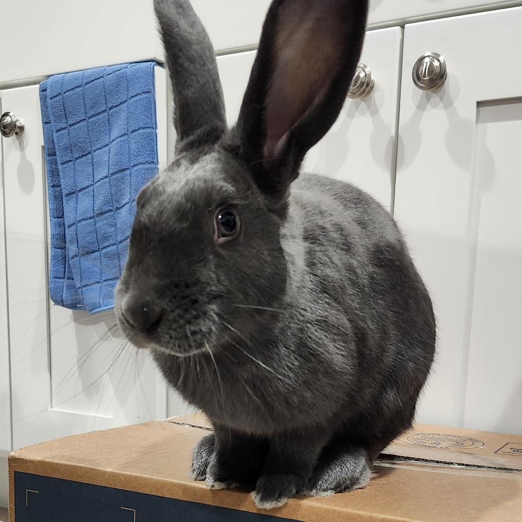 Enlarge Grant, a Adoptable mixed breed in Baltimore, MD image 2/3