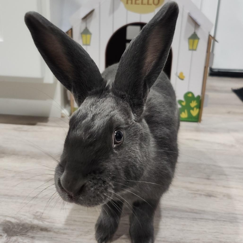 Enlarge Grant, a Adoptable mixed breed in Baltimore, MD image 6/6