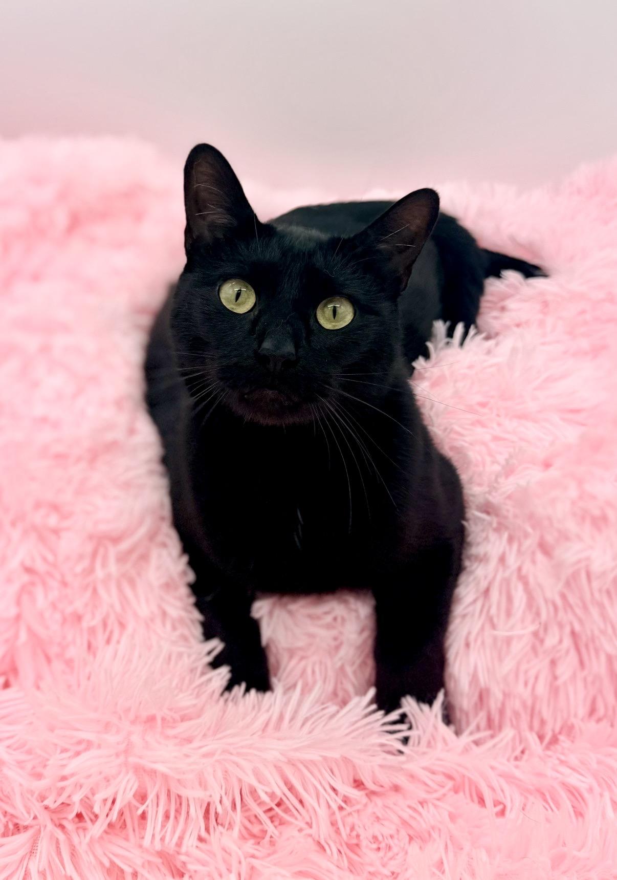 Cornelius Jay Hawkins, a Adoptable Domestic Short Hair in Covington, LA image 3/6