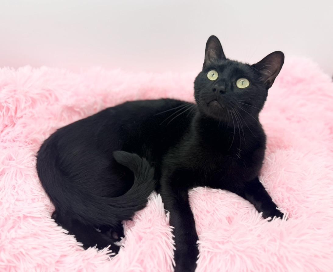 Cornelius Jay Hawkins, a Adoptable Domestic Short Hair in Covington, LA image 1/6