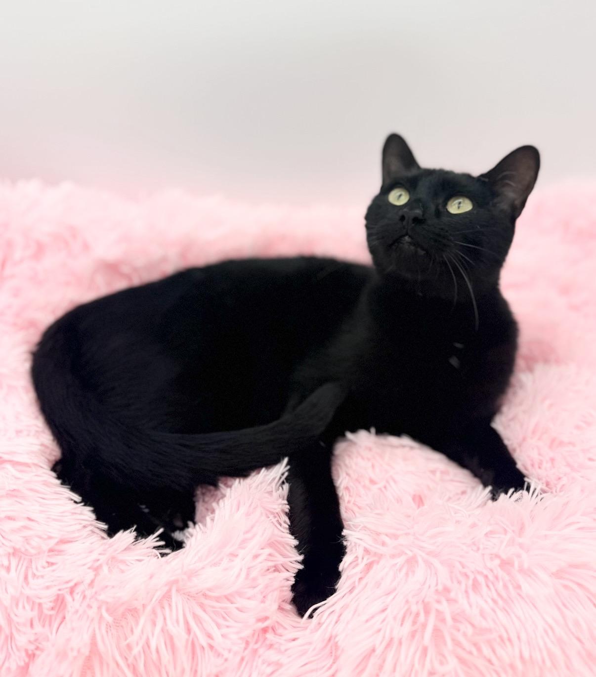 Cornelius Jay Hawkins, a Adoptable Domestic Short Hair in Covington, LA image 2/6