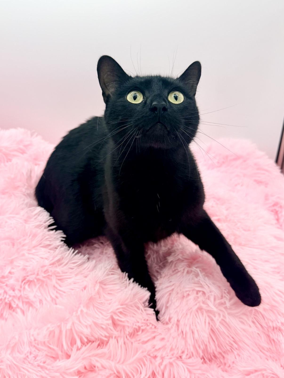 Cornelius Jay Hawkins, a Adoptable Domestic Short Hair in Covington, LA image 4/6