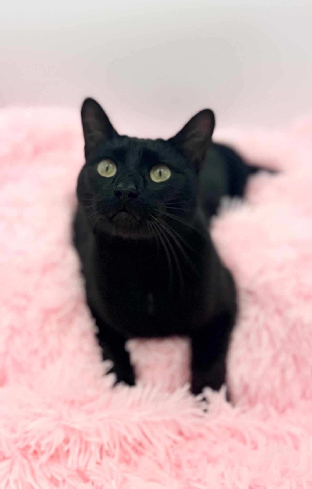 Cornelius Jay Hawkins, a Adoptable Domestic Short Hair in Covington, LA image 5/6