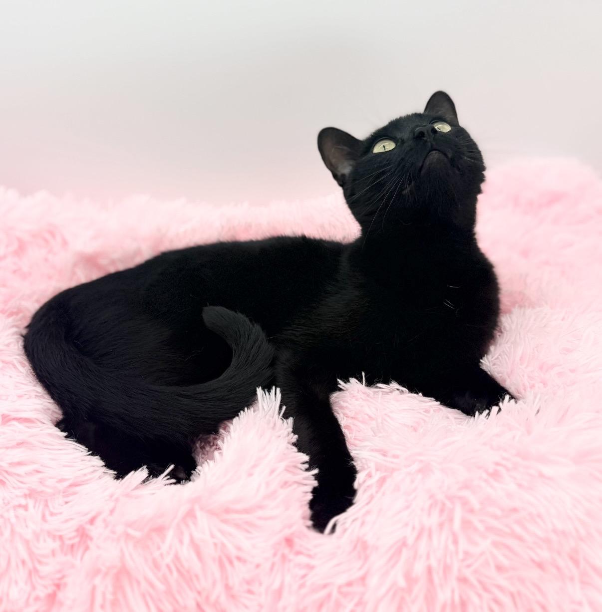 Cornelius Jay Hawkins, a Adoptable Domestic Short Hair in Covington, LA image 6/6
