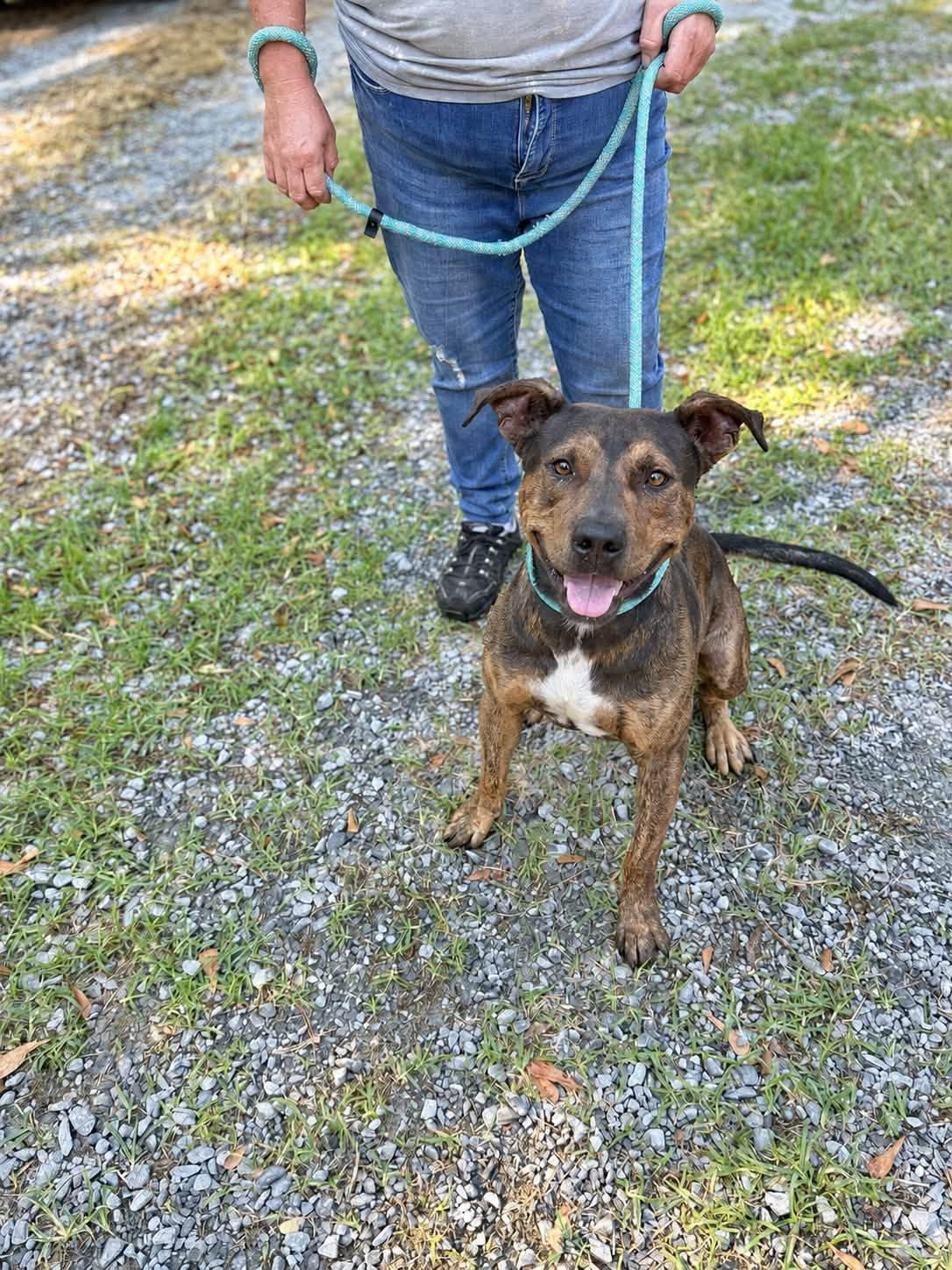 Tank, Adoptable, Adult Male American Staffordshire Terrier.