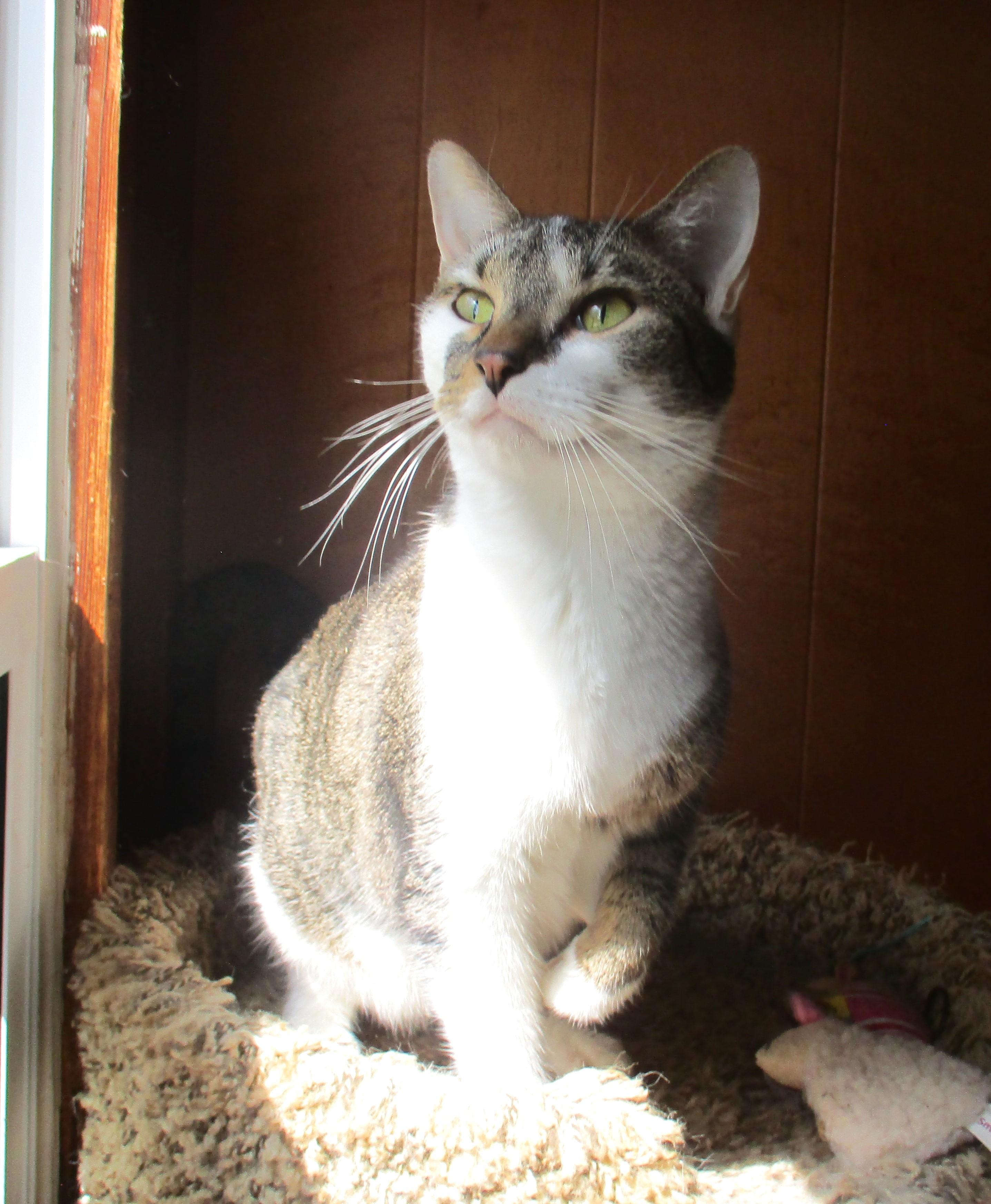 Enlarge CHLOE, a Adoptable Domestic Short Hair in Troutman, NC image 1/6