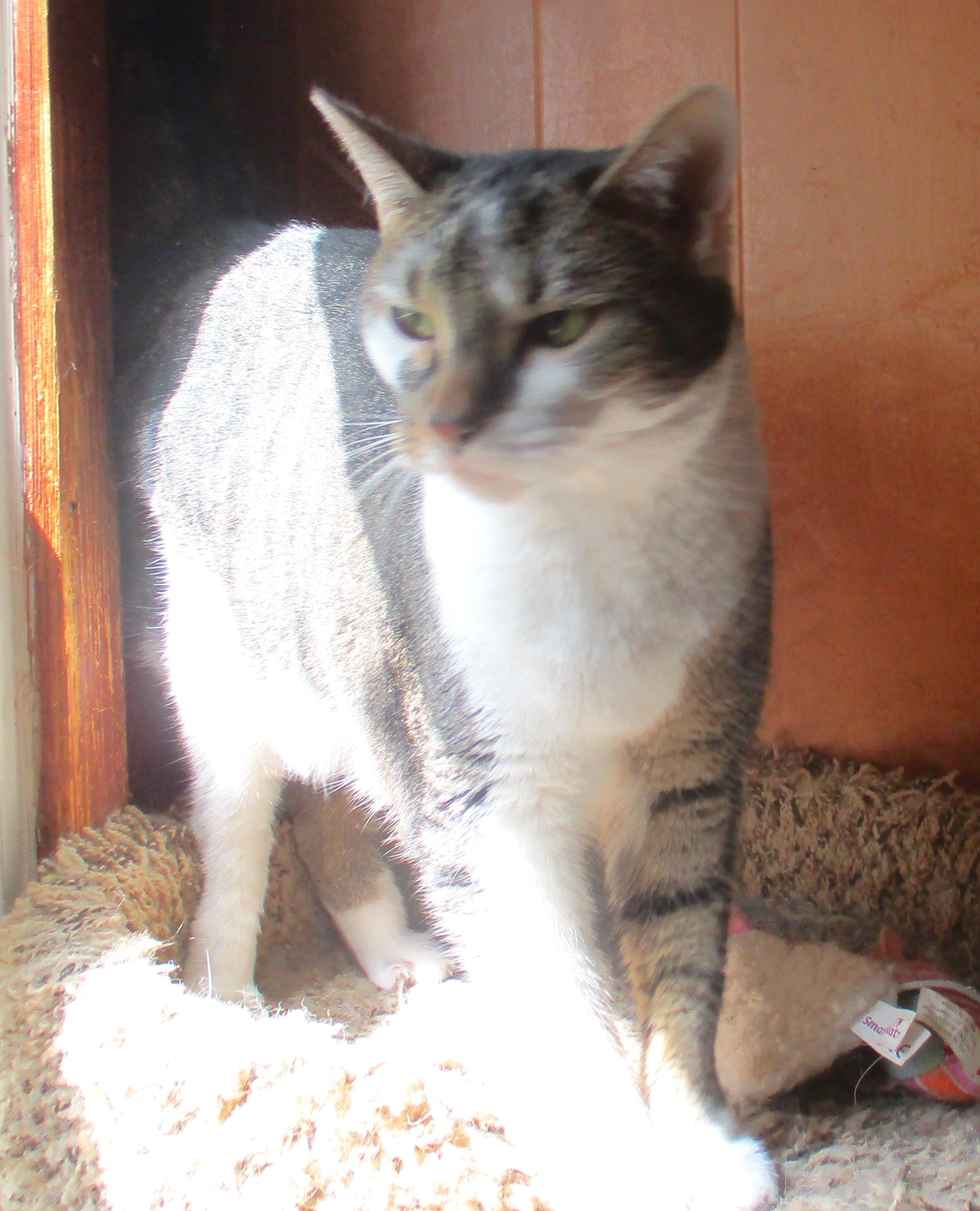 Enlarge CHLOE, a Adoptable Domestic Short Hair in Troutman, NC image 3/6