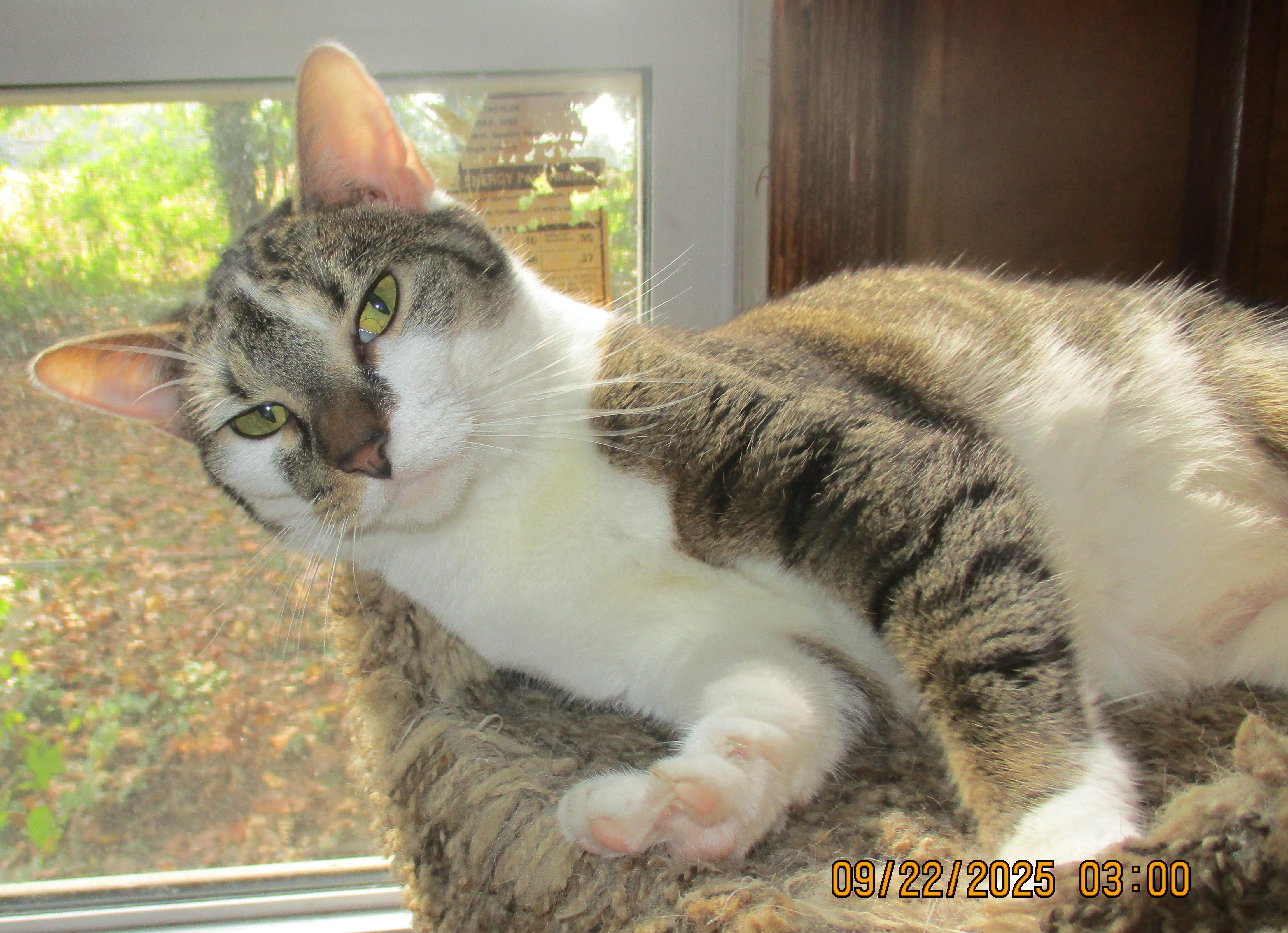 Enlarge CHLOE, a Adoptable Domestic Short Hair in Troutman, NC image 4/6