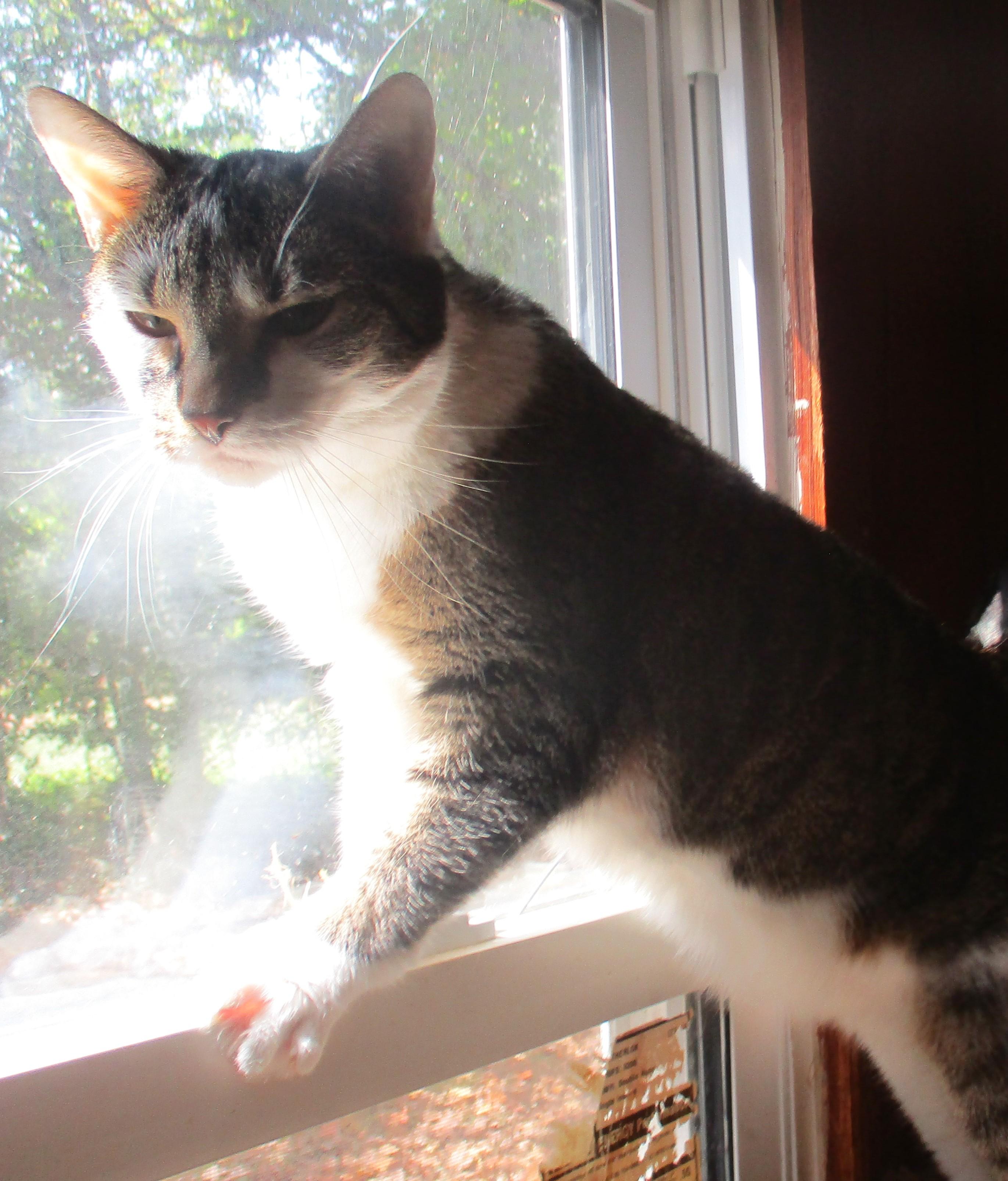 Enlarge CHLOE, a Adoptable Domestic Short Hair in Troutman, NC image 5/6