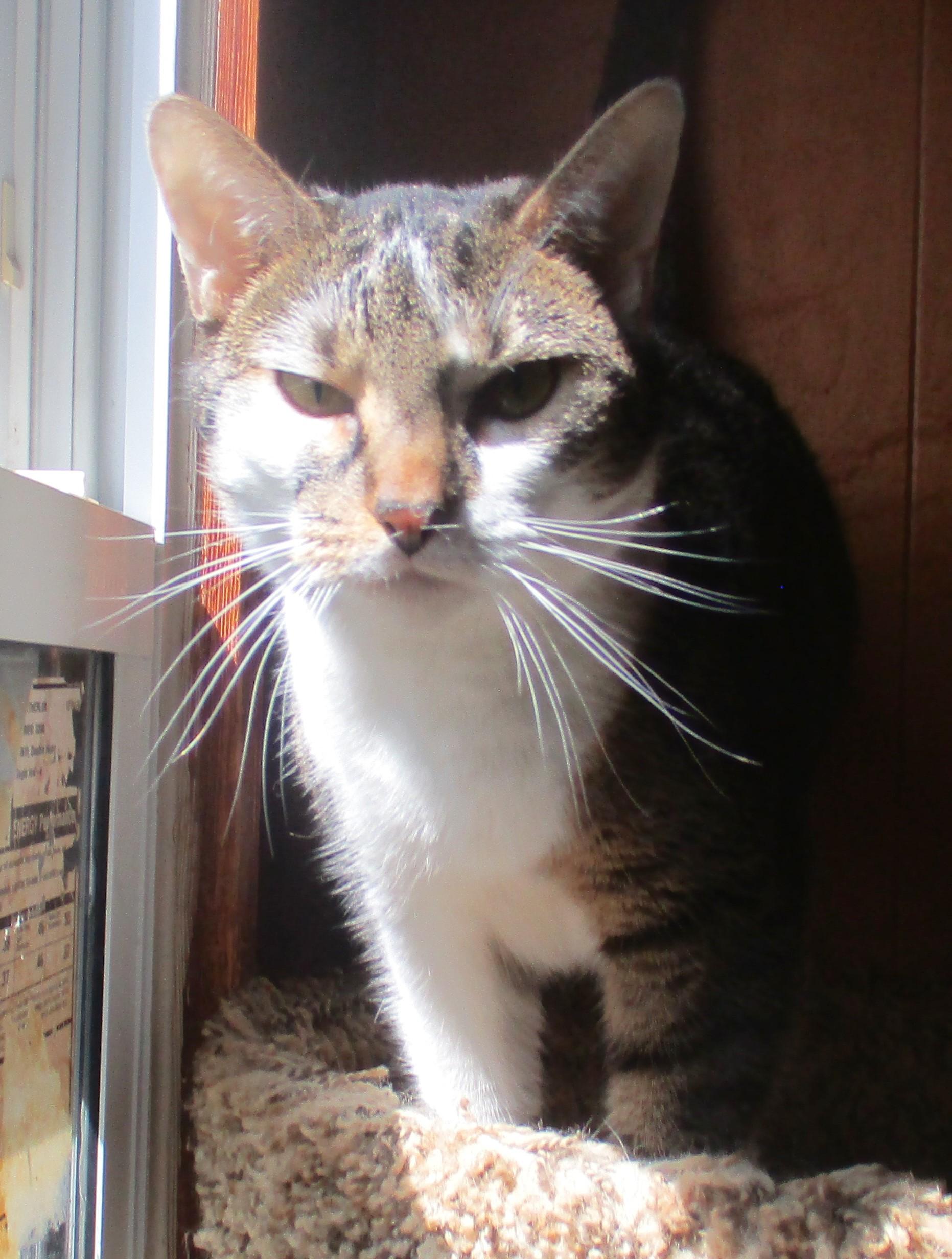 Enlarge CHLOE, a Adoptable Domestic Short Hair in Troutman, NC image 6/6