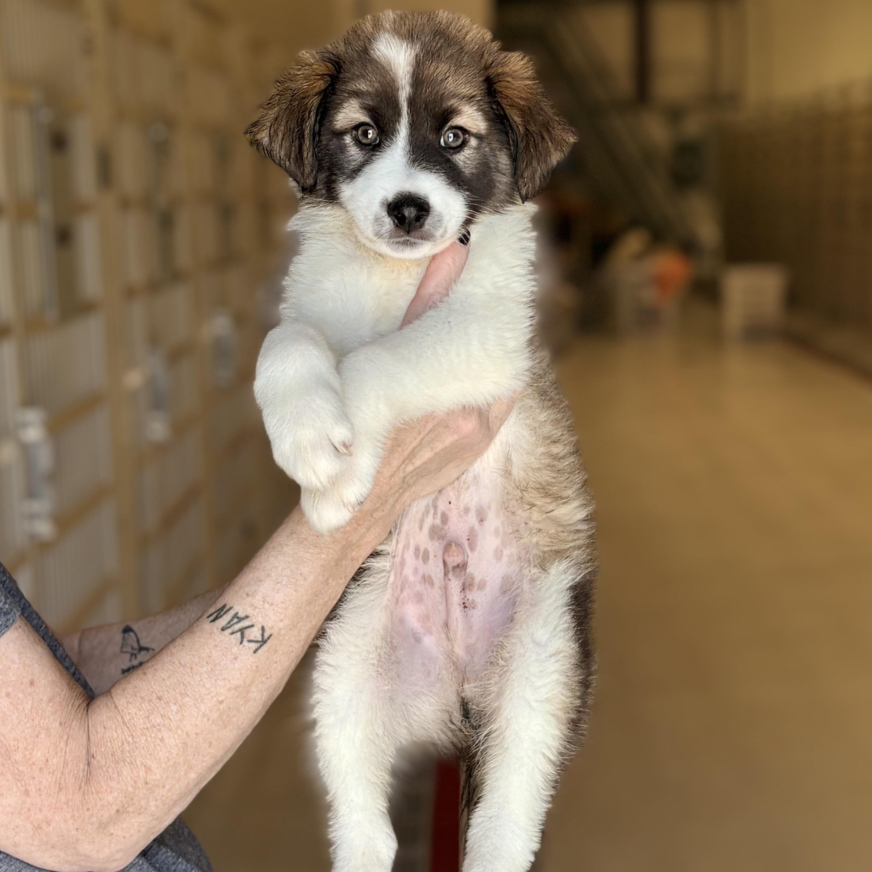 Enlarge Lawrence, an adopted Collie in Chicago, IL image 1/1