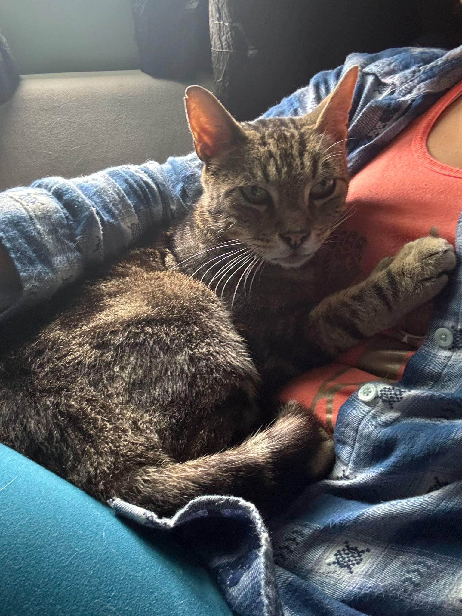 Mattie, a Adoptable Domestic Short Hair in Westville, NJ image 2/4