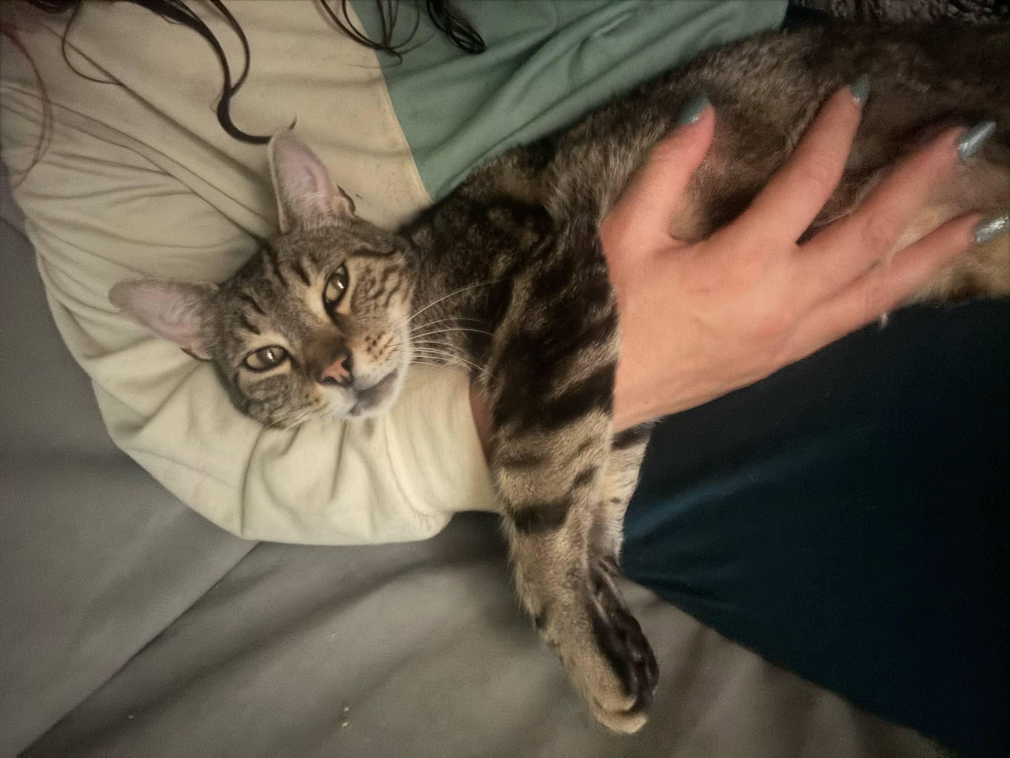 Mattie, a Adoptable Domestic Short Hair in Westville, NJ image 1/4