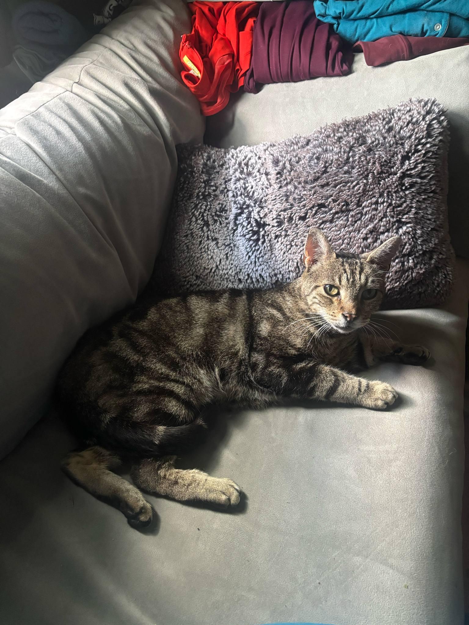 Mattie, a Adoptable Domestic Short Hair in Westville, NJ image 3/4