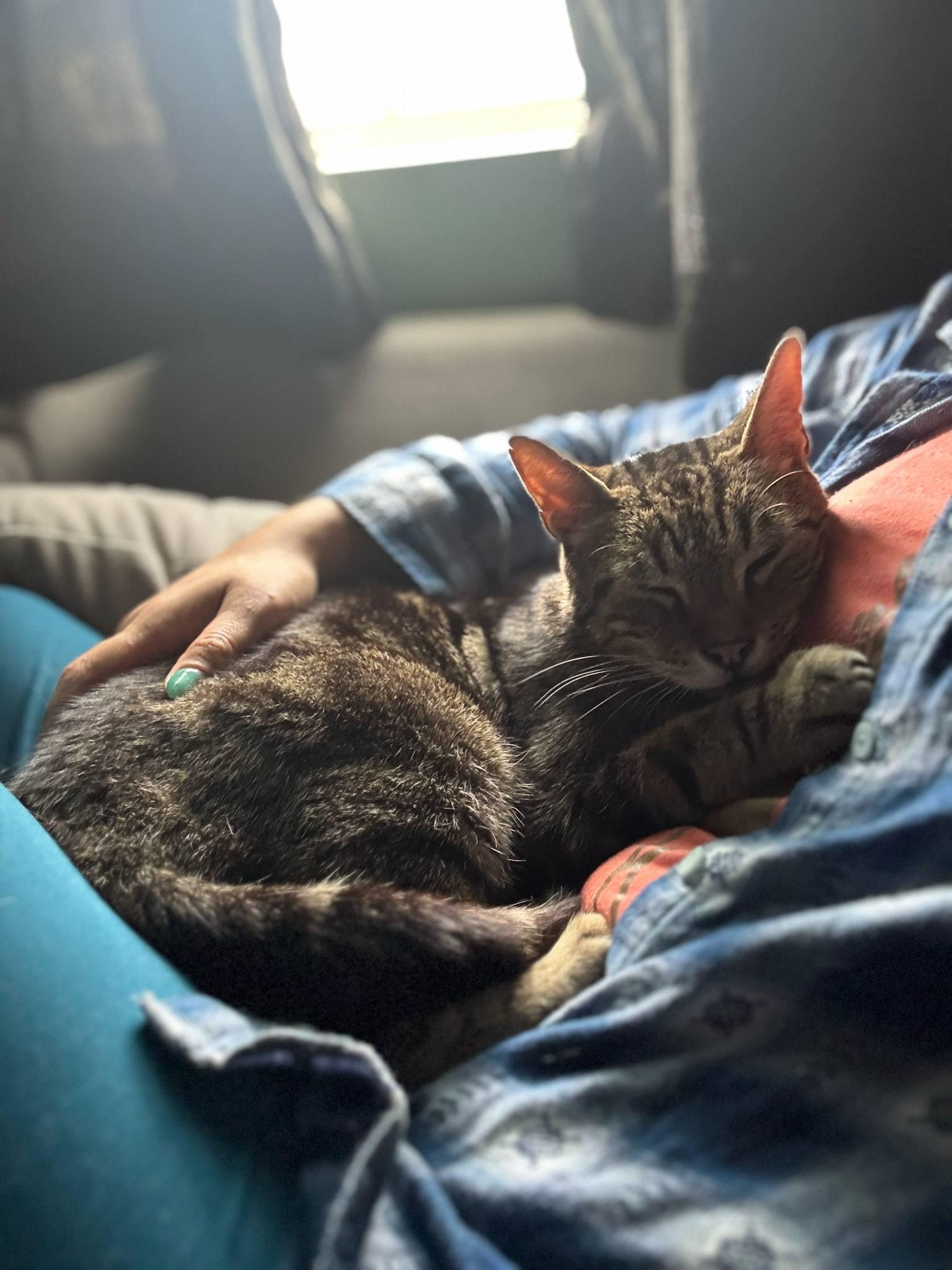 Mattie, a Adoptable Domestic Short Hair in Westville, NJ image 4/4