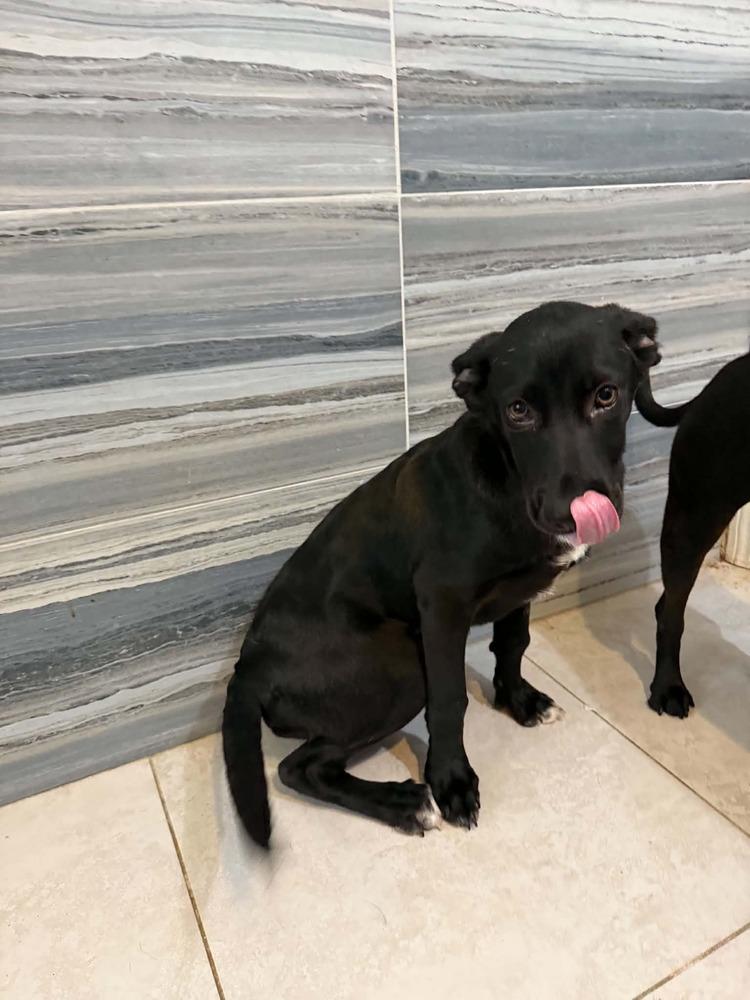 Queso, a Adoptable mixed breed in Deltona, FL image 2/5