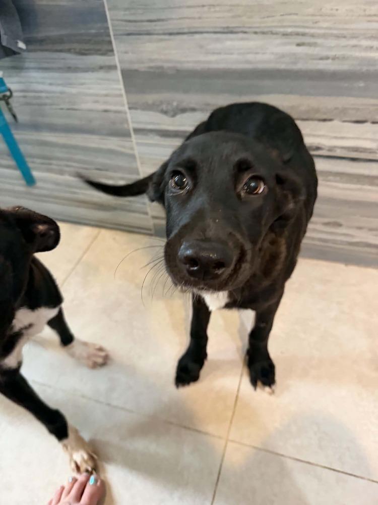 Queso, a Adoptable mixed breed in Deltona, FL image 3/5