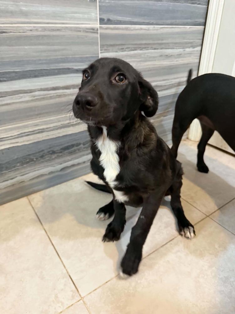 Queso, a Adoptable mixed breed in Deltona, FL image 4/5