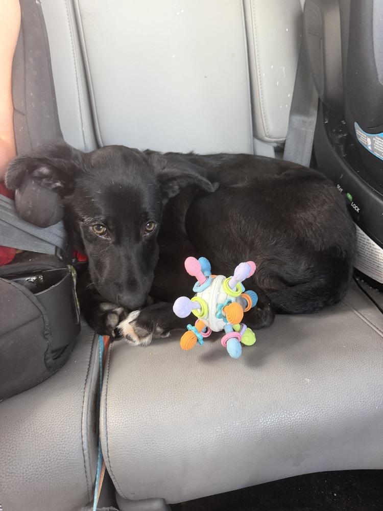 Queso, a Adoptable mixed breed in Deltona, FL image 5/5