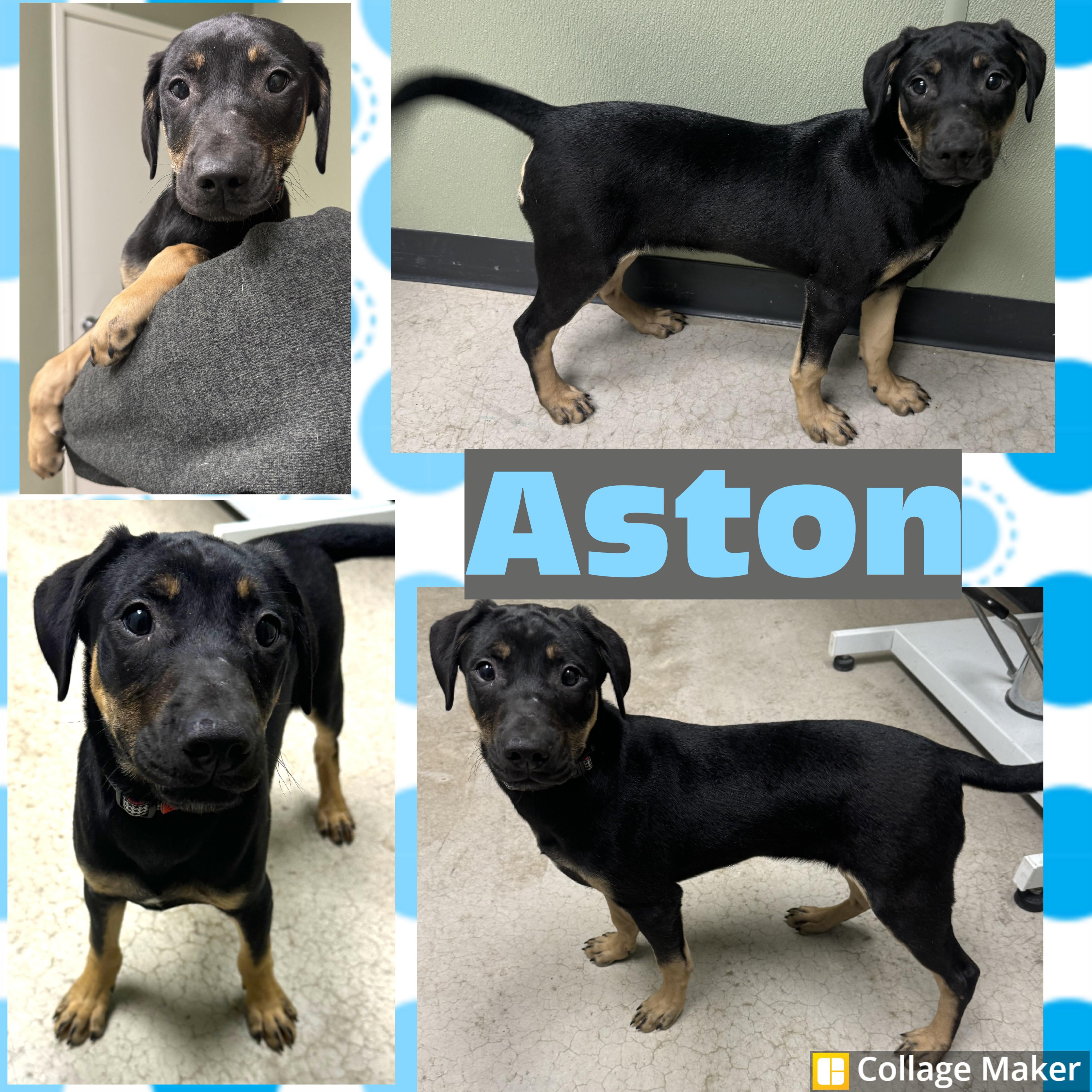 Aston, ADOPTABLE, Puppy Male Labrador Retriever & Rottweiler.