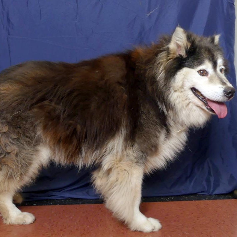 MARSHMALLOW, a Adoptable Husky in Ukiah, CA image 1/6